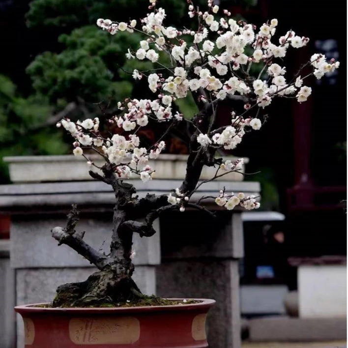 [万花园2】高端梅花盆景，传承珍藏，耐寒耐寒宜活宜赏，选藏结缘