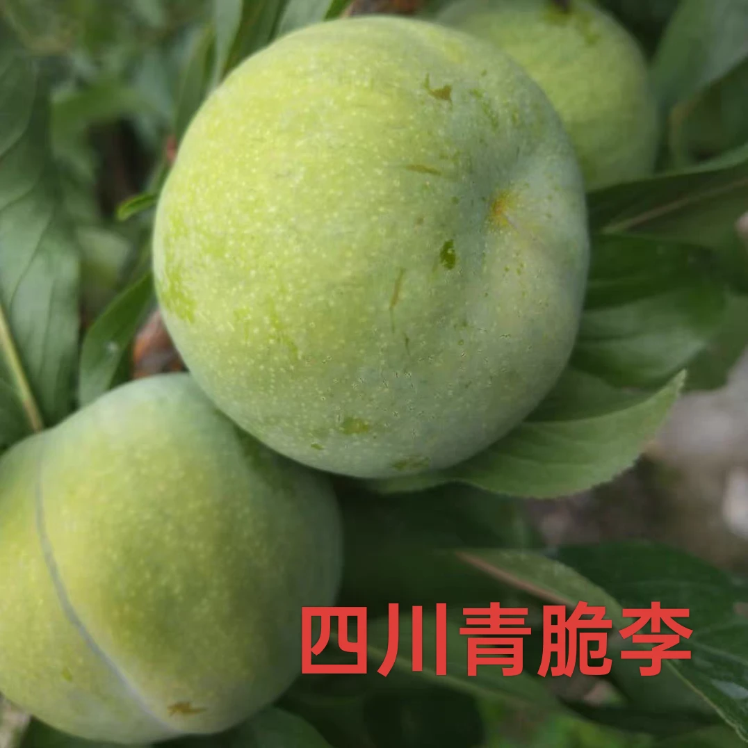 四川老家本地土李子新鲜青脆李现摘现发微苦微酸