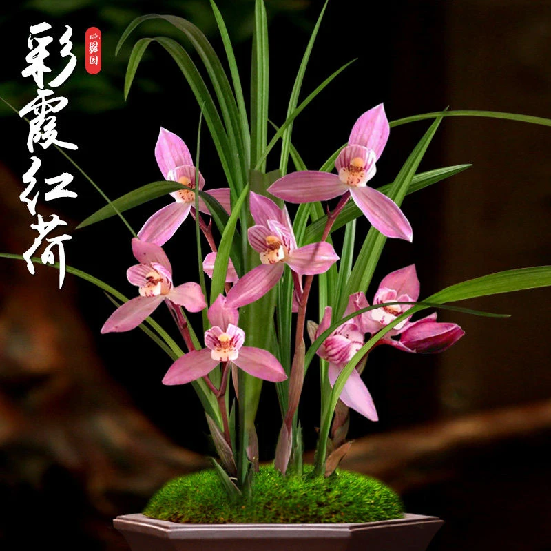 兰花颗粒红花荷瓣彩霞红荷无花苞阳台窗台室内花卉盆栽绿植兰花苗