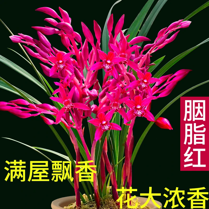 正宗飘香兰花植物室内颗粒四季建兰胭脂红无花苞裸根发货阳台花卉