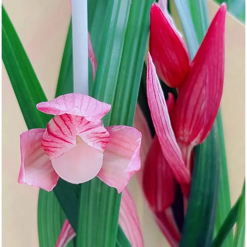 兰花春剑红花彩素无花苞阳台绿植花卉使用颗粒进口兰花苗裸根发货