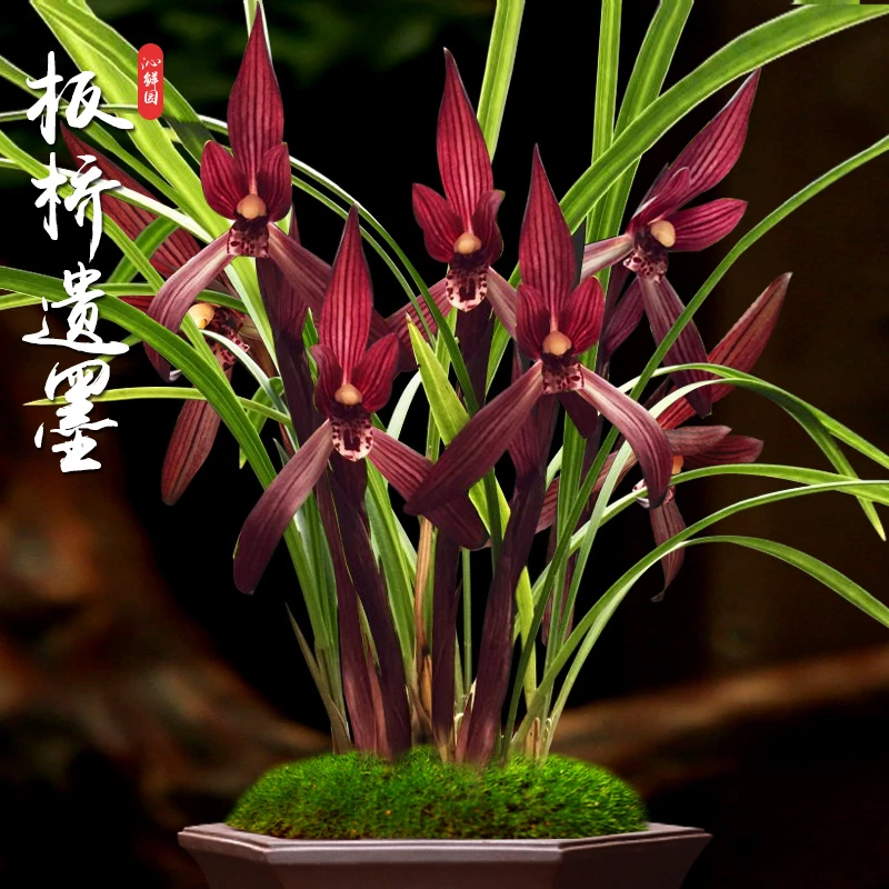 兰花盆栽植物名贵春兰板桥遗墨带花苞室内浓香绿植花卉兰花苗春季