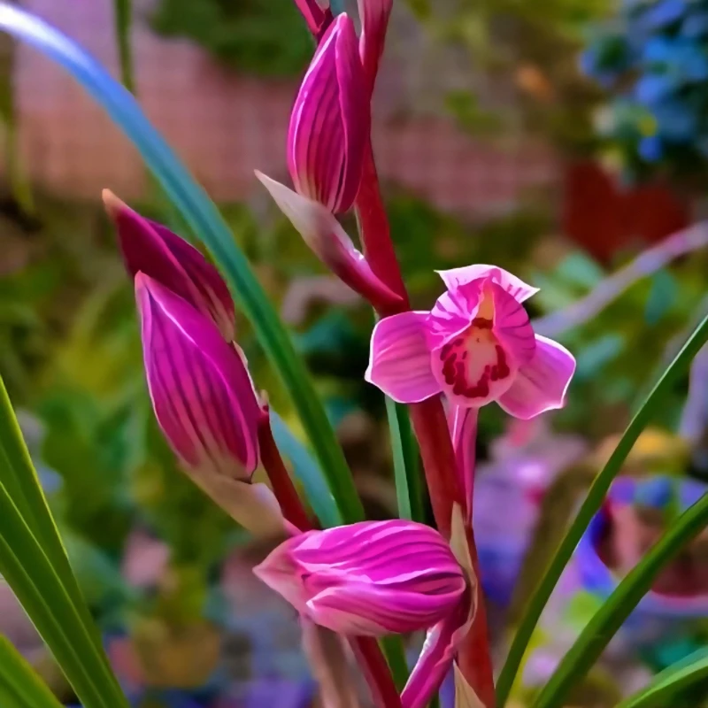 带花苞发货莲瓣兰红袖添香开花浓香发货浓香花卉绿植使用产地直发
