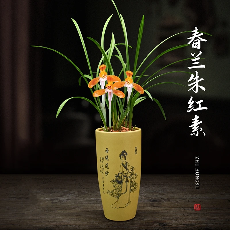 兰花盆栽春兰朱红素带花苞室内植物浓香好养阳台客厅名贵兰花苗