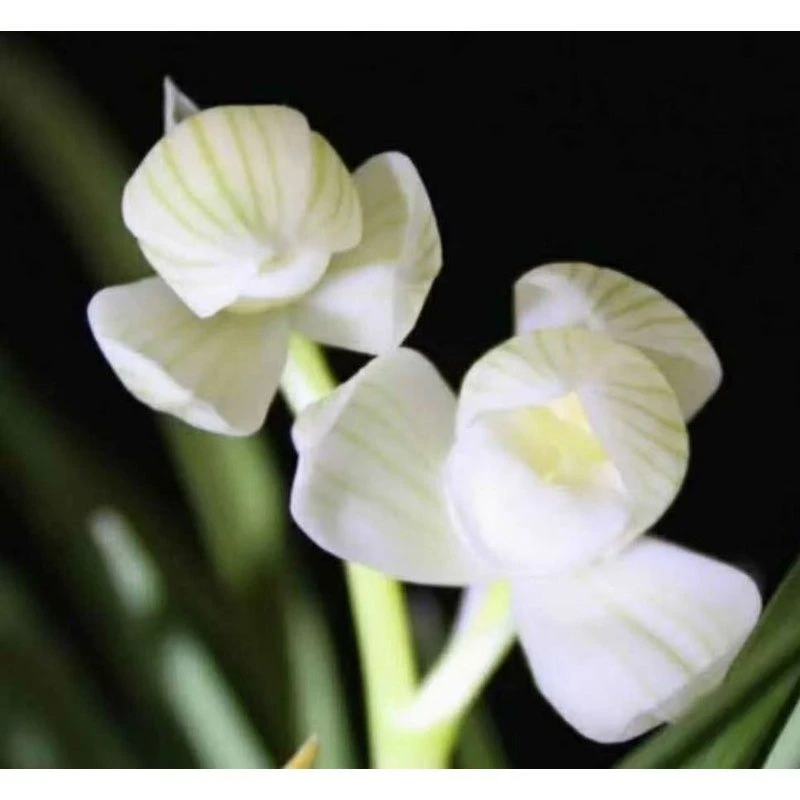 莲瓣兰永怀素带花苞发货浓香型阳台办公室窗台绿植花卉名贵兰花苗