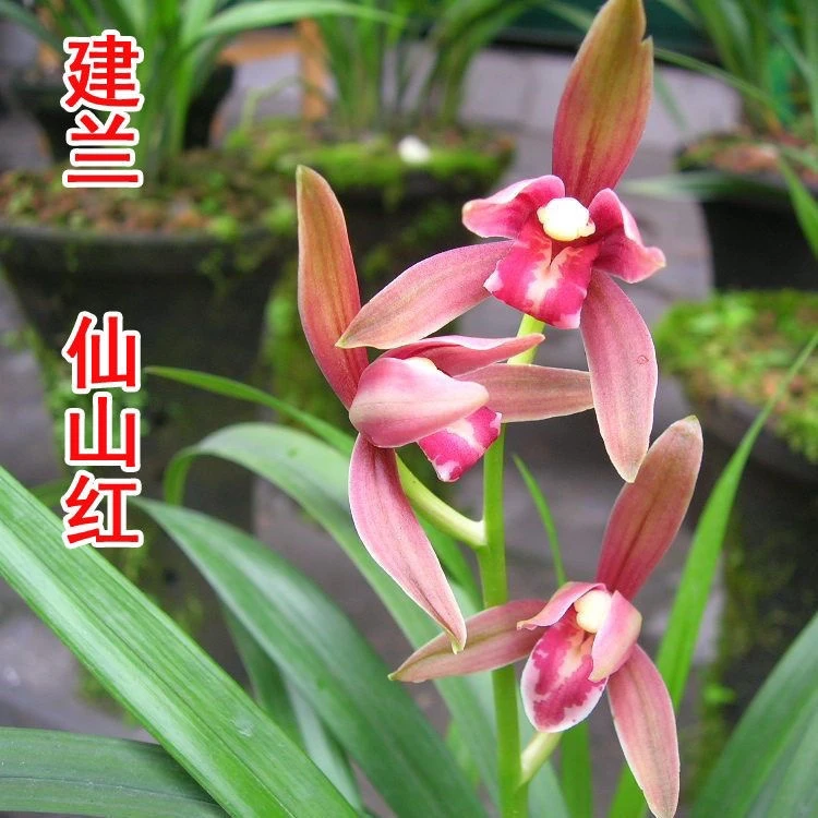 兰花盆栽植物室内四季建兰仙山红浓香无花苞好养客厅阳台名贵花卉