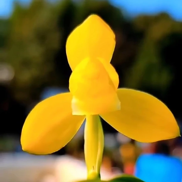 当年开花春兰金佛缘带花苞发货浓香兰花办公室花卉透气植物兰花苗
