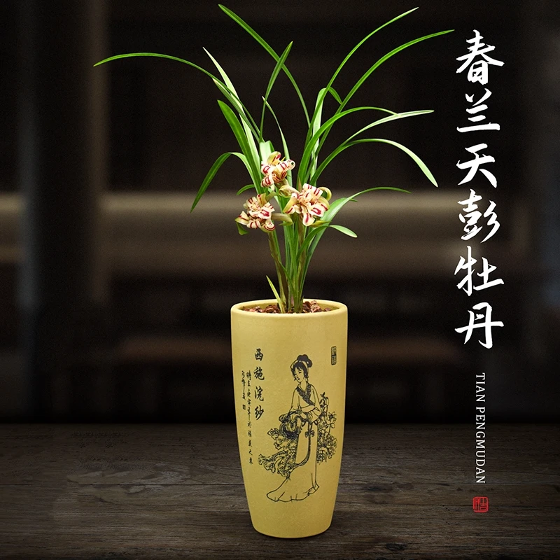 兰花盆栽春兰天彭牡丹无花苞室内植物浓香好养阳台客厅名贵兰花苗