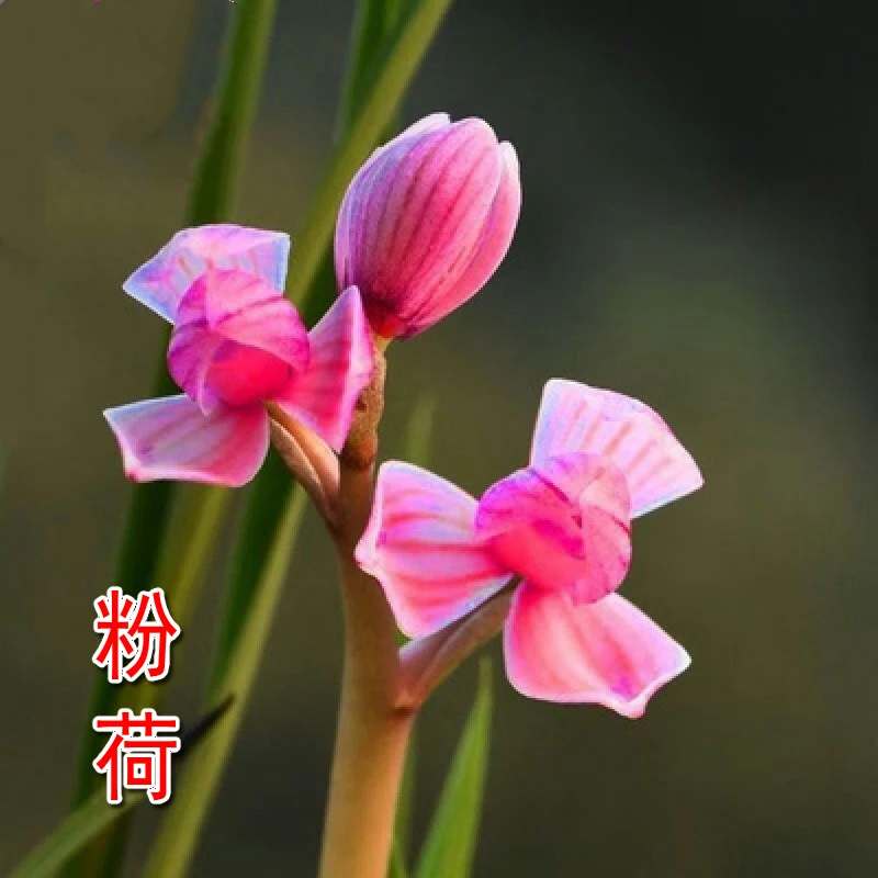 莲瓣兰粉荷带花苞发货浓香阳台办公室窗台绿植盆栽花卉名贵兰花苗