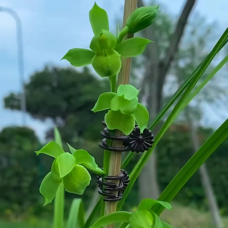 兰花春剑花开翡翠带花苞浓香阳台窗台客厅绿植花卉兰花苗壮苗发货