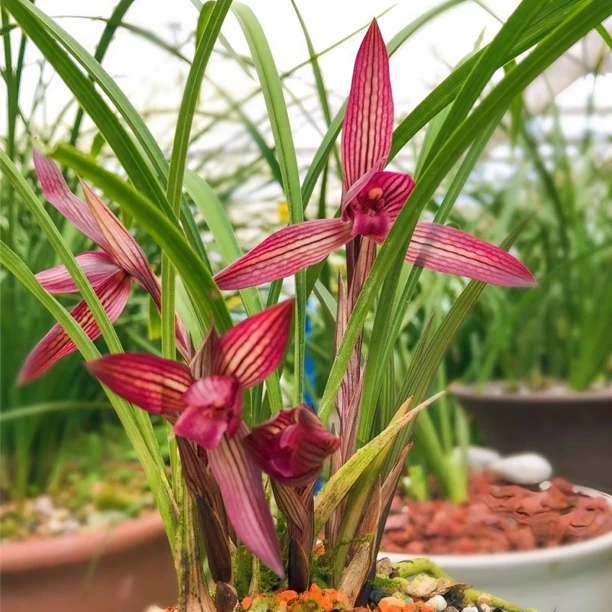 春兰中东红素带花苞浓香型阳台办公室窗台客厅绿植花卉名贵兰花苗