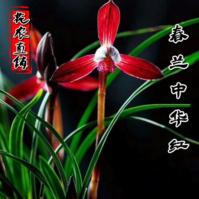 兰花春兰中华红带花苞发货浓香名贵兰花苗办公室阳台窗台绿植花卉
