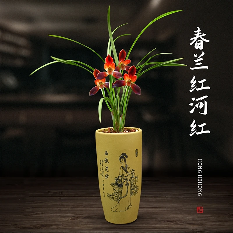 带花苞发货春兰红河红兰花浓香型绿植花卉阳台名贵兰花苗产地直发