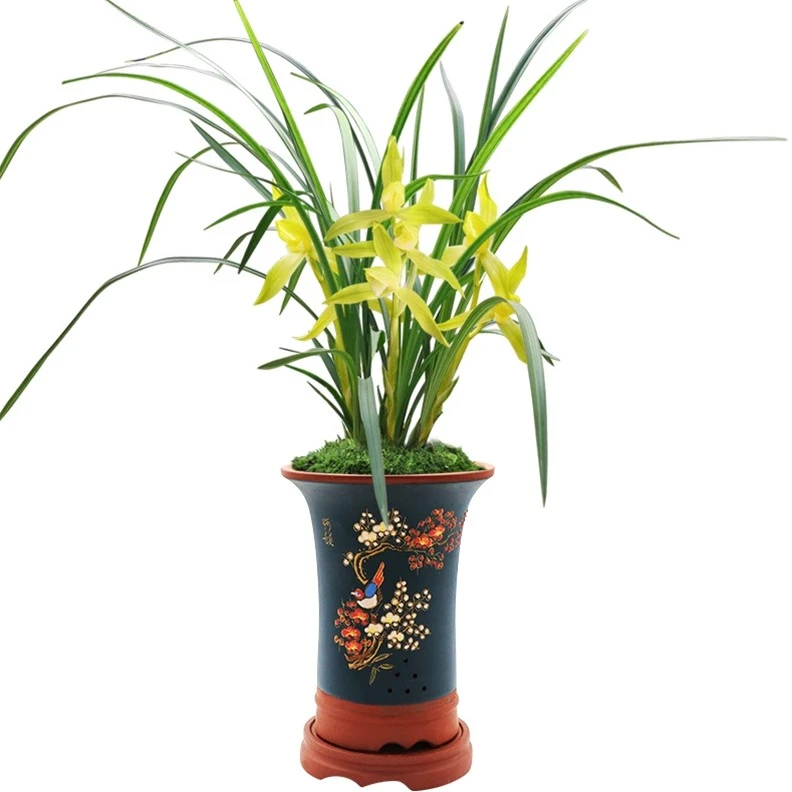 名贵春剑国兰老种兰花春剑西蜀道光带花苞阳台室内花卉盆栽植物