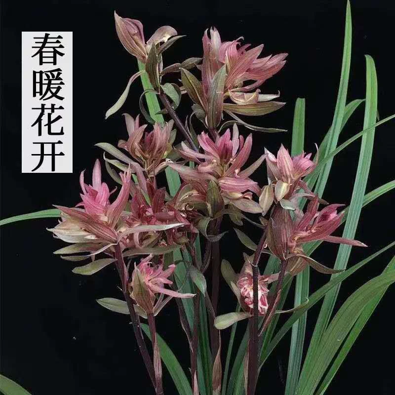 名品春剑兰花春暖花开带花苞浓香好养名贵阳台室内花卉苗绿植盆栽