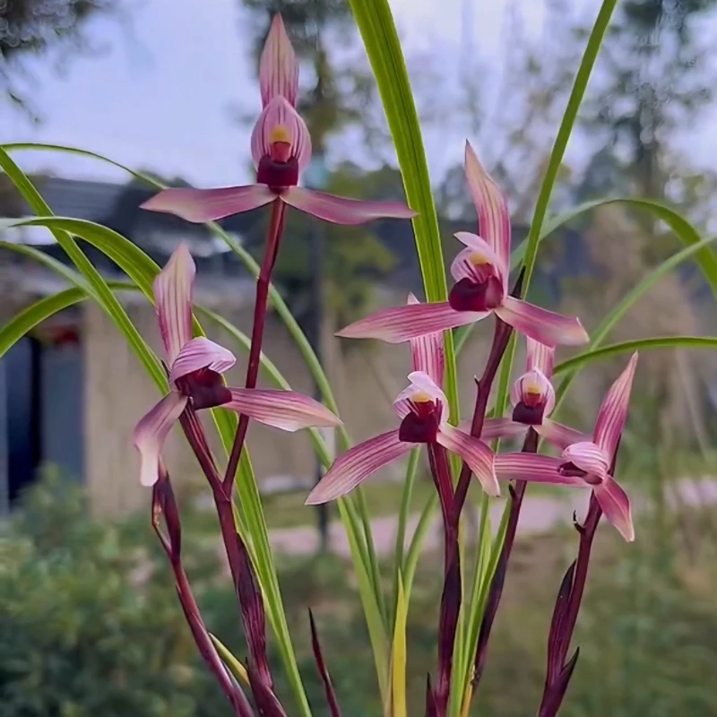春兰滇红素带花苞发货浓香阳台办公室客厅窗台绿植花卉名贵兰花苗