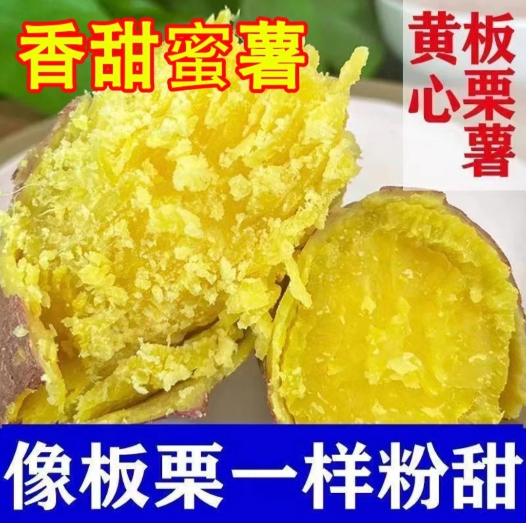 农家正宗沙地板栗薯红薯无筋无丝新鲜现挖地瓜蜜薯当季番薯山芋
