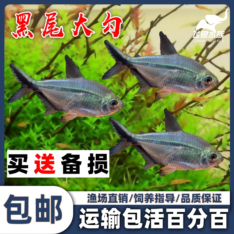 黑尾大勾大黑勾热带鱼观赏鱼草缸群游鱼小型鱼活体鱼包活黑尾灯鱼