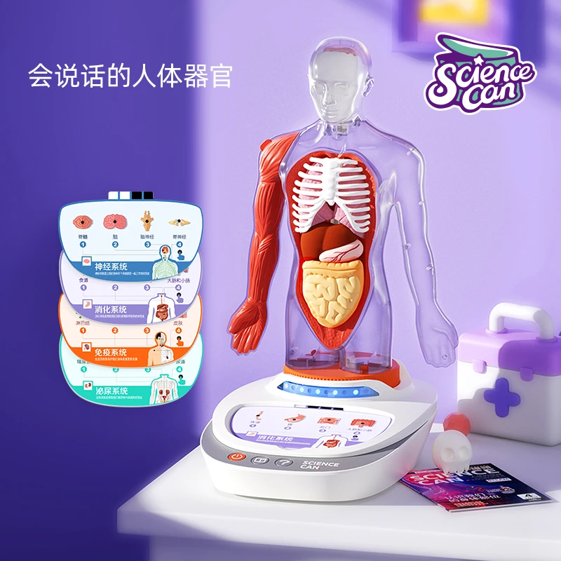 科学罐头我们的身体语音百科人体模型器官儿童组装可拆卸仿真玩具