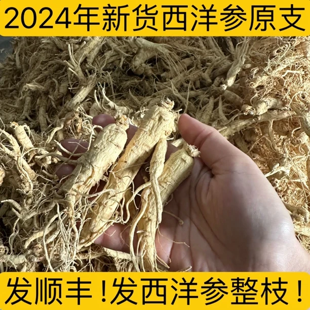 2024年新货 西洋参 长白山软枝 未修剪 介意慎拍