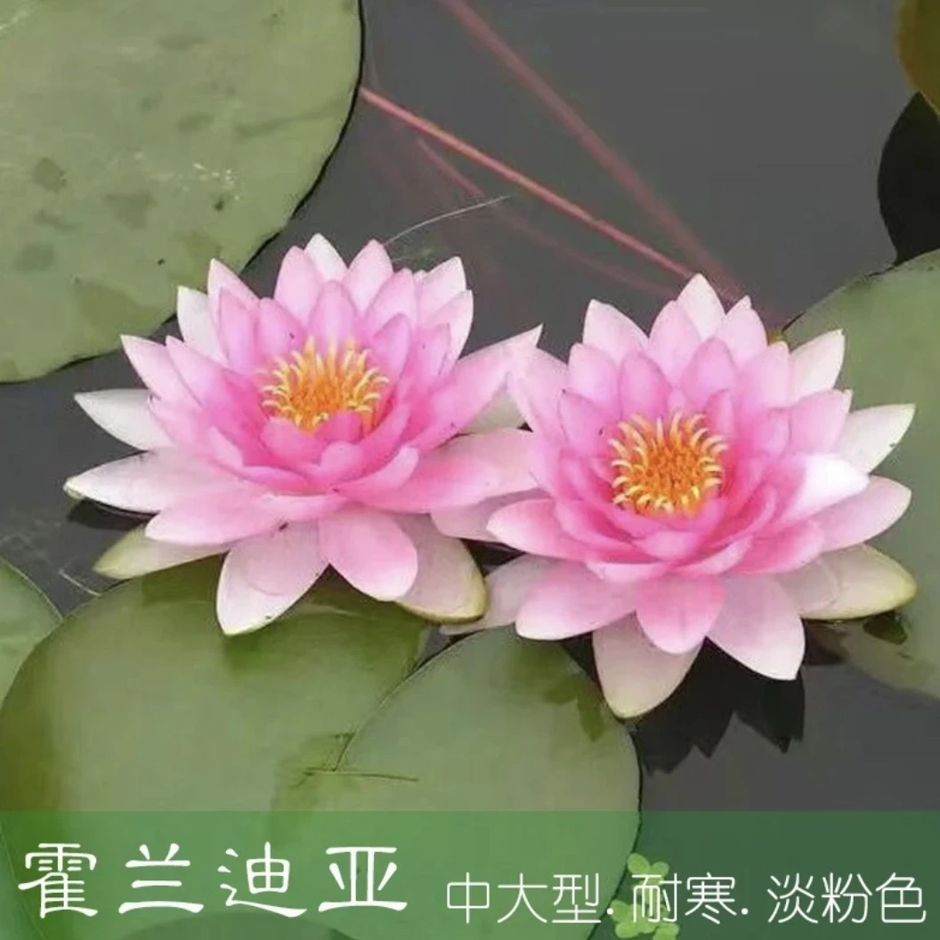 霍兰迪亚丰花带花苞盆栽池塘睡莲