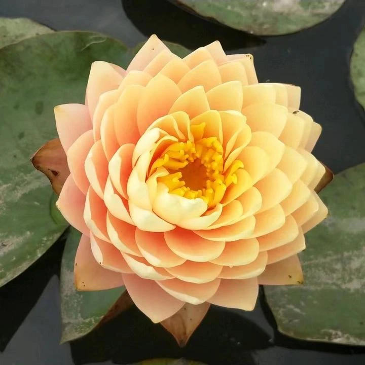 羞涩新娘睡莲大型带花苞水生植物家里土美观开花种植生长