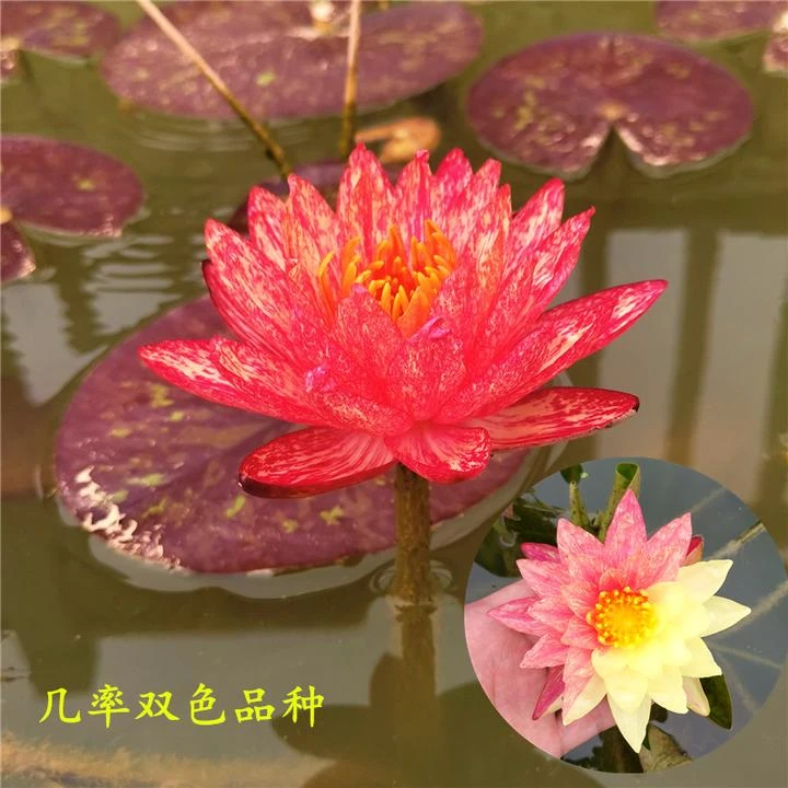 百变女神万维莎 变色品种睡莲中大型水培植物 庭院盆栽苗开花多变