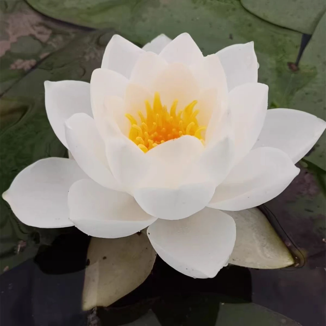 【暹罗茉莉睡莲】睡莲精品大型耐寒水池塘带花苞盆栽根块茎培