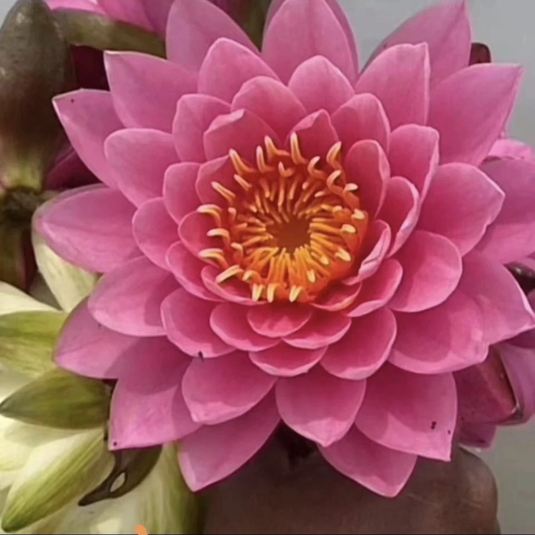 洛神丰花大花带花苞盆栽池塘睡莲