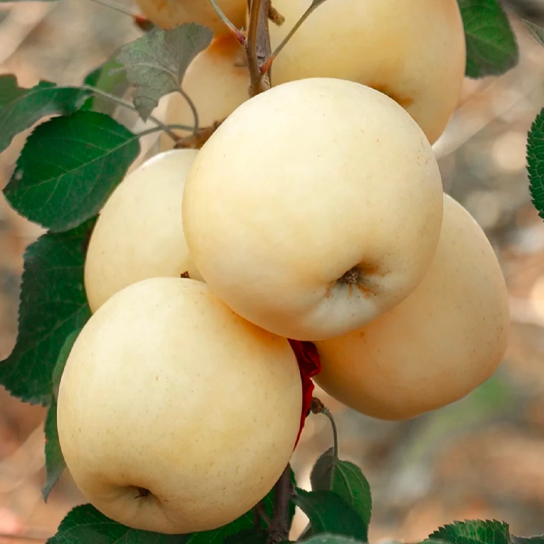 【新品2025】奶油苹果山东烟台黄金富士脆甜新鲜水果带箱5斤