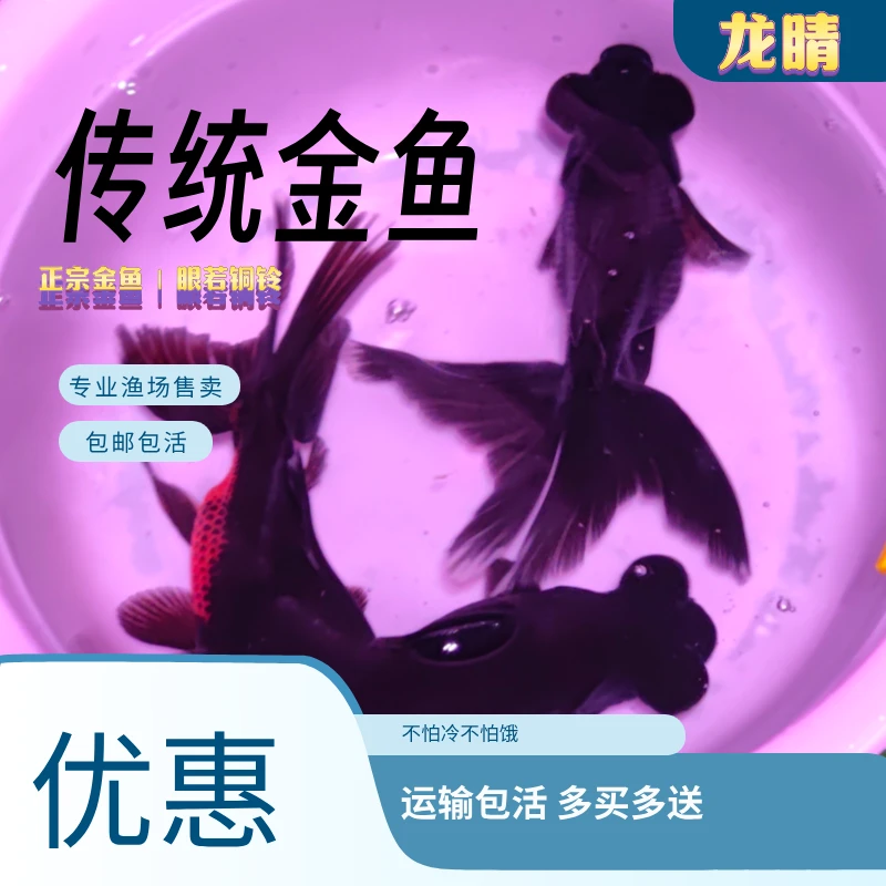 自选传统金鱼国狮鹅头红淡水鱼冷水鱼好养耐活马印照射介意勿拍