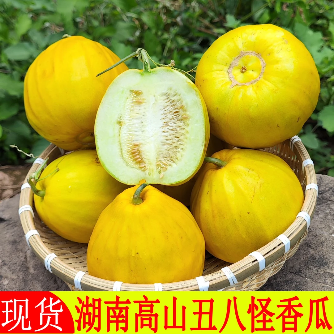 湖南新鲜丑八怪香瓜麻阳甜瓜脆瓜新鲜水果八里香八方瓜3/5/8斤