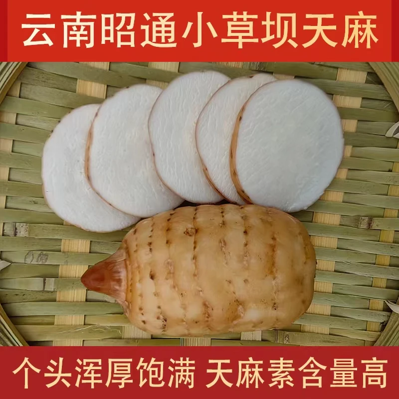 【新鲜天麻】云南昭通小草坝天麻天然生态种植现挖现发泡酒炖汤小果