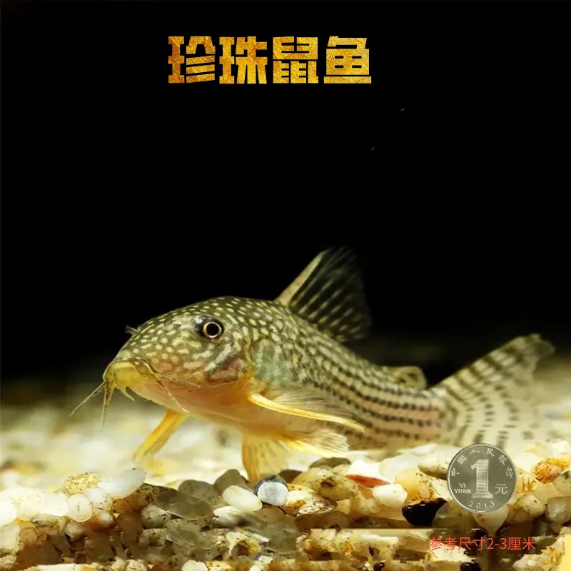 珍珠鼠鱼清道夫工具鱼清洁鱼除藻清洁鱼缸除垃圾鱼活体养鱼