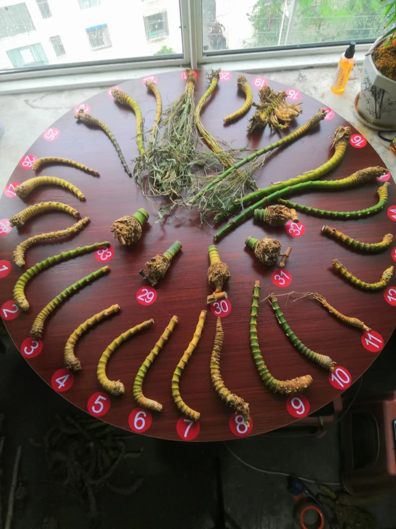 密节竹根竹节烟斗烟斗原材料竹根竹鞭竹根