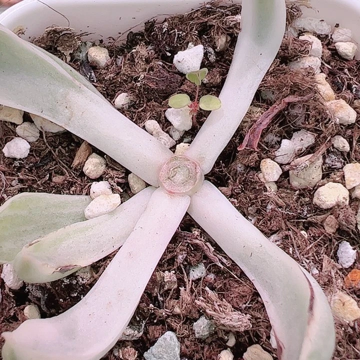 夏***光多肉植物多肉植物