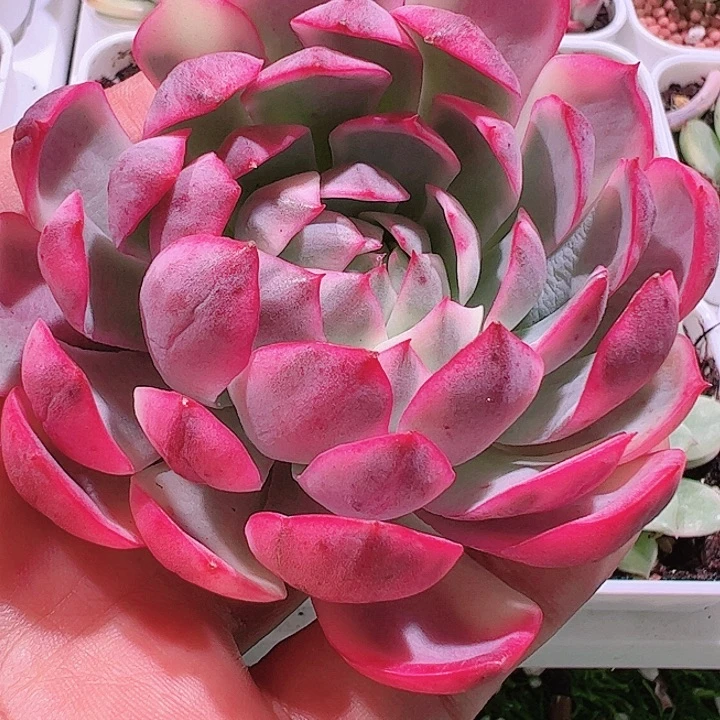 ?**?多肉植物万多肉植物