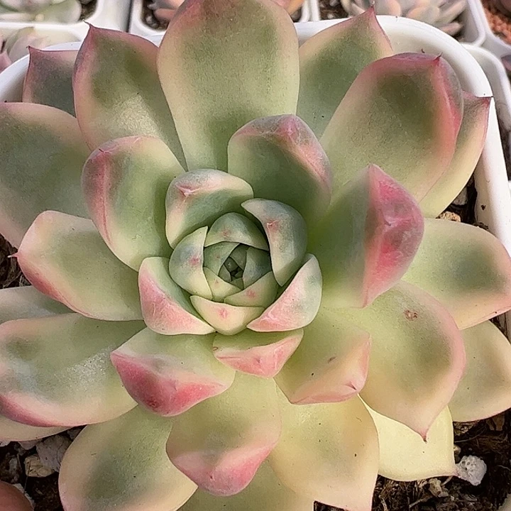 静**霞多肉植物多肉植物