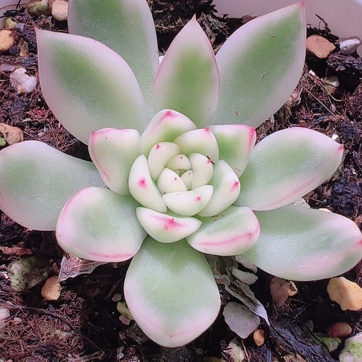 小*?多肉植物多肉植物