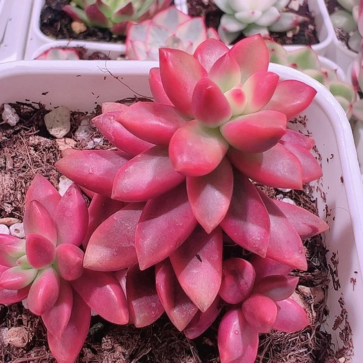 小*?多肉植物多肉植物