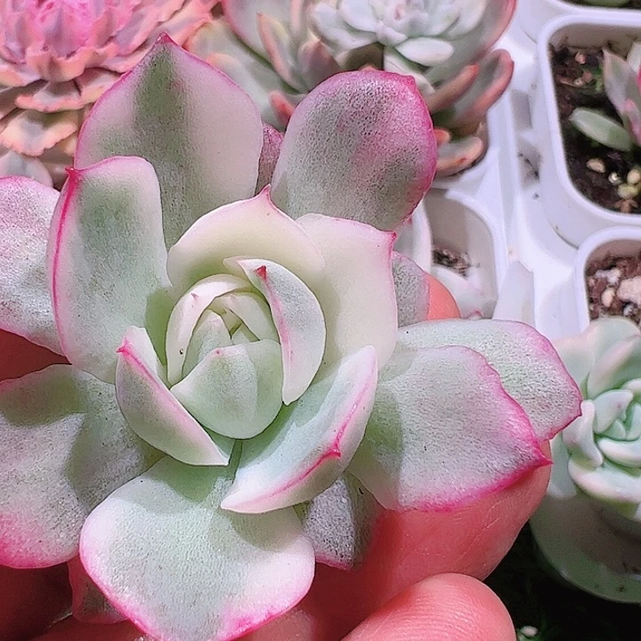 呵*多肉植物多肉植物