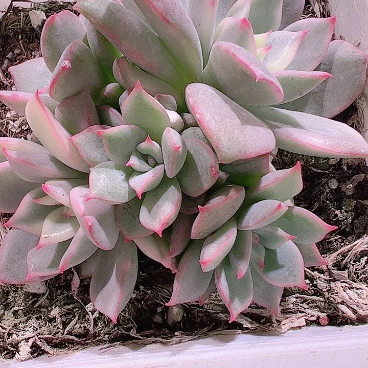 涛*多肉植物多肉植物