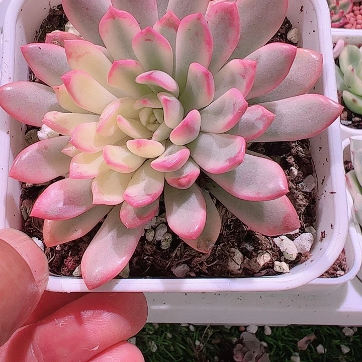 无*多肉植物多肉植物