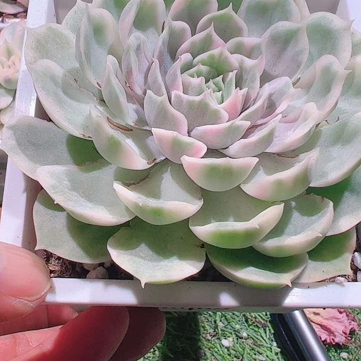 @*云多肉植物多肉植物