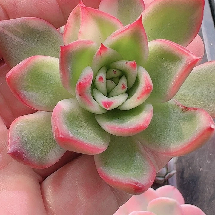 大**啊多肉植物多肉植物