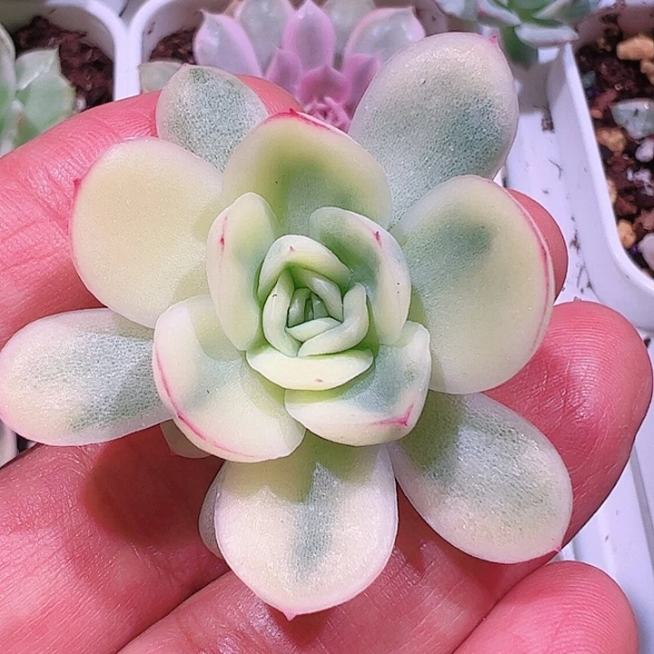 涛*多肉植物多肉植物