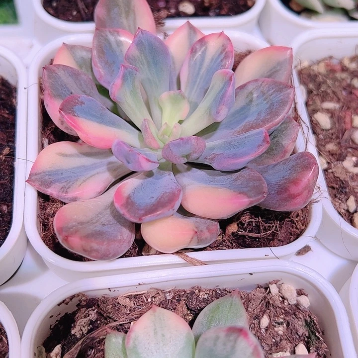 多肉植物多肉植物