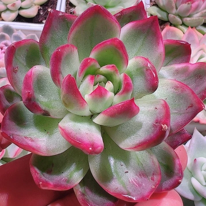 葱**顶多肉植物多肉植物