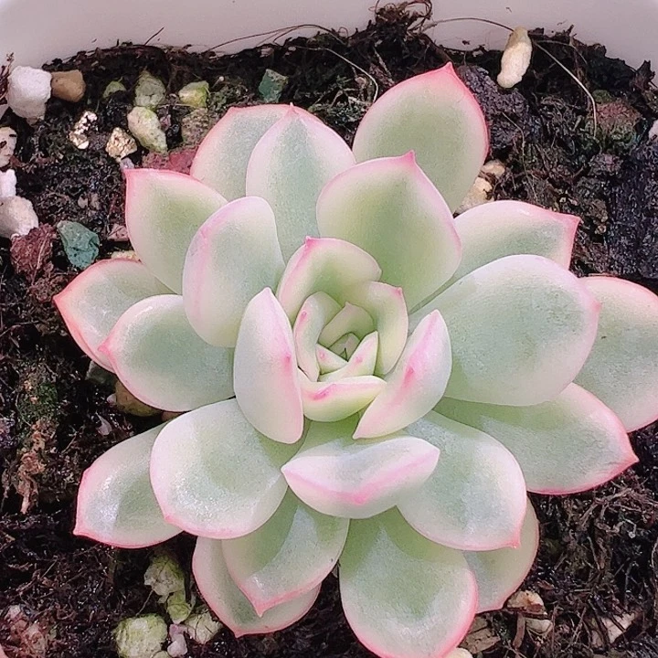 辉*✨多肉植物多肉植物