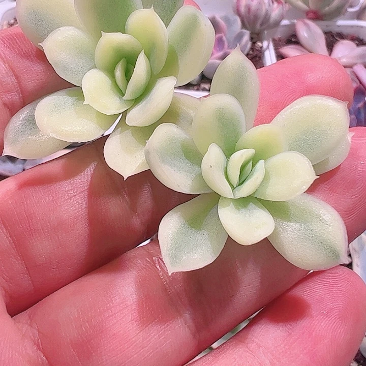 肉**记多肉植物多肉植物